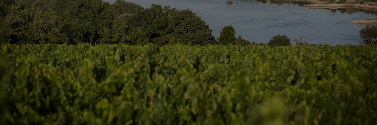 A la découverte des vins de la Loire