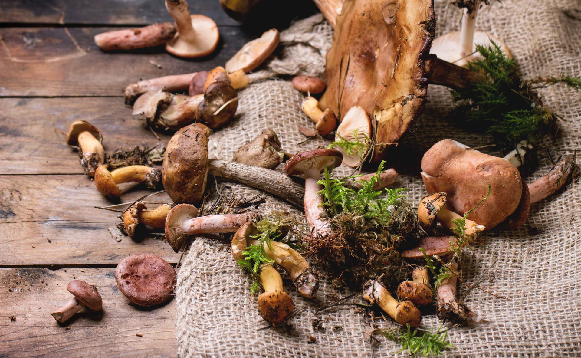 Nos accords champignons et vins