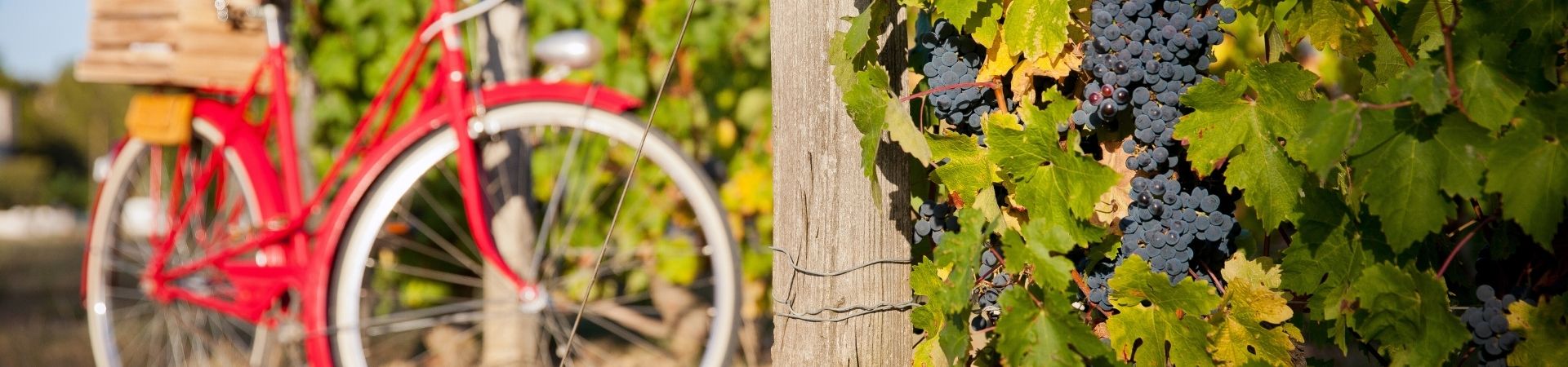 Le vin Bio, où en est-on ?