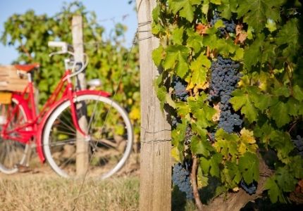 Le vin Bio, où en est-on - D'or et de vins