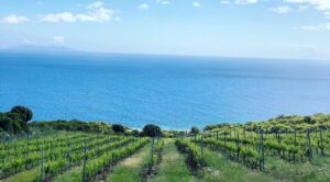 Muscat - Domaine Pieretti