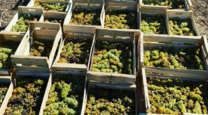 Passerillage du Muscat petits grains - vinsdecorse - clos nicrosi