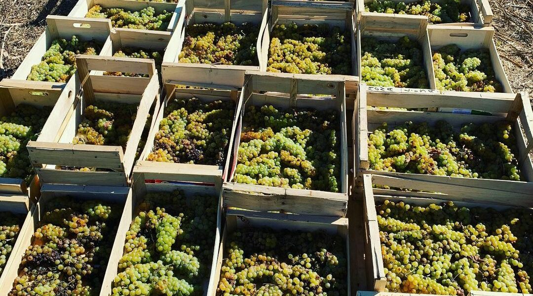 Passerillage du Muscat petits grains - vinsdecorse - clos nicrosi