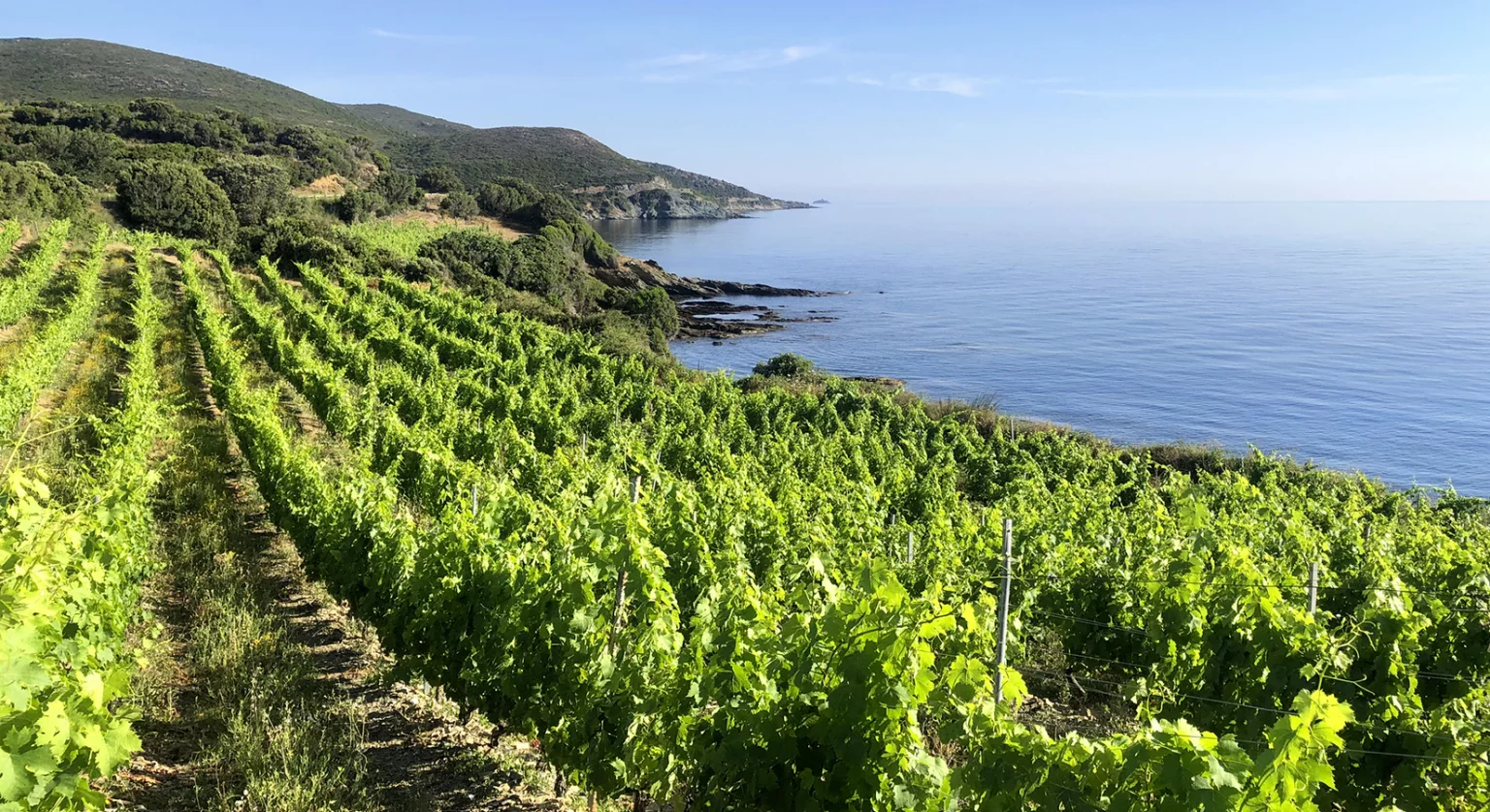 Sur la route du vin corse : escale au Cap