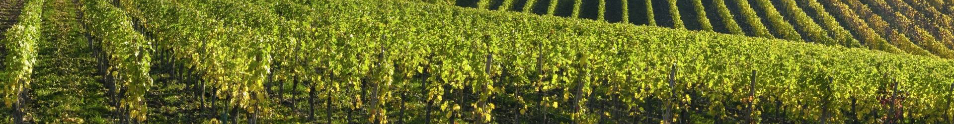 Le guide du champagne