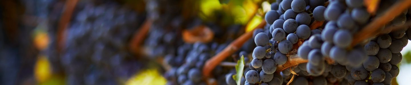 Qu’est-ce que la lie du vin ?