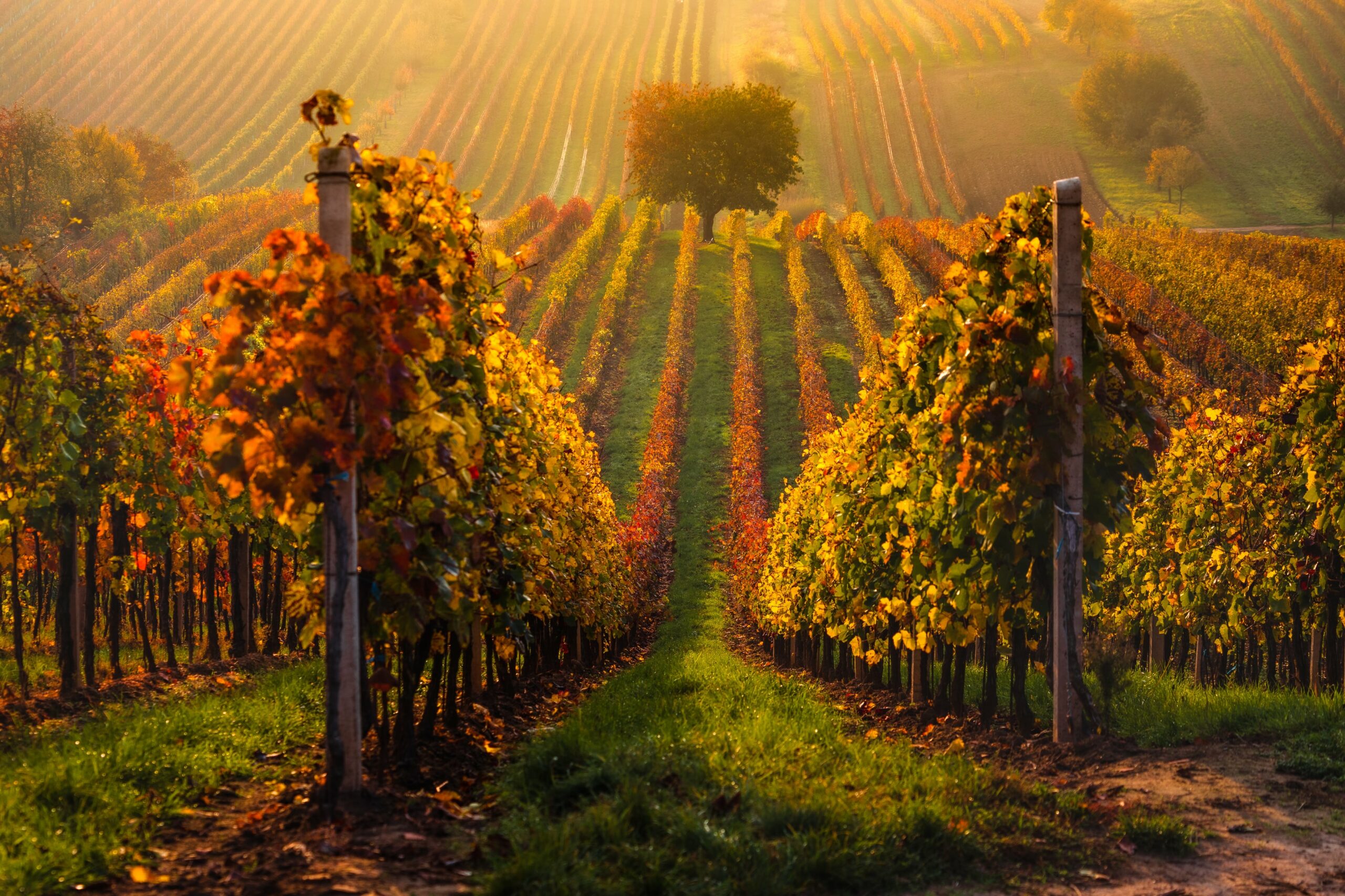 Maladies de la vigne : comment les identifier ? 